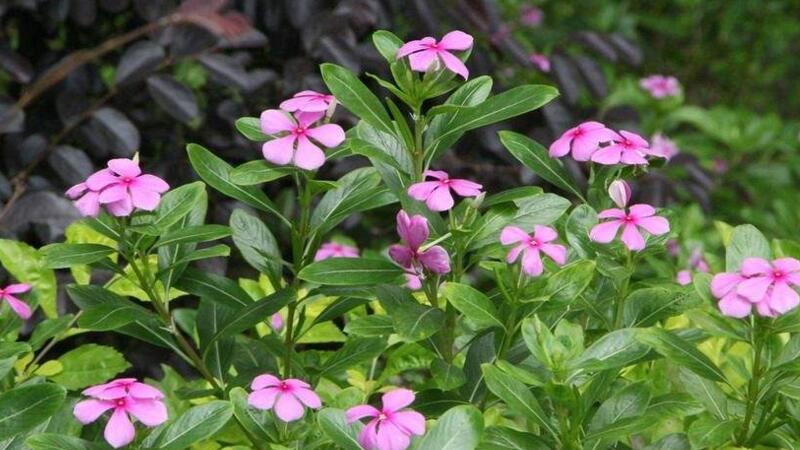 长春花的扦插繁殖办法