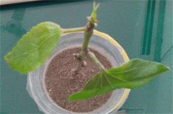 长春花的扦插繁殖办法