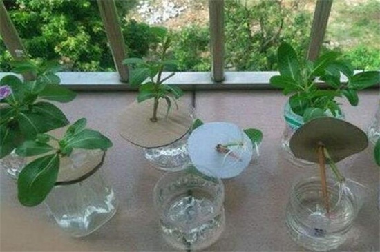 长春花的扦插繁殖办法