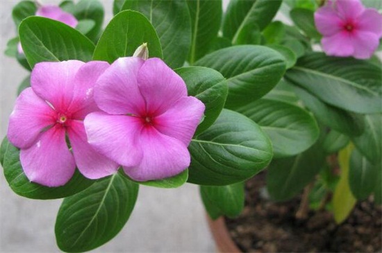 长春花的养殖办法