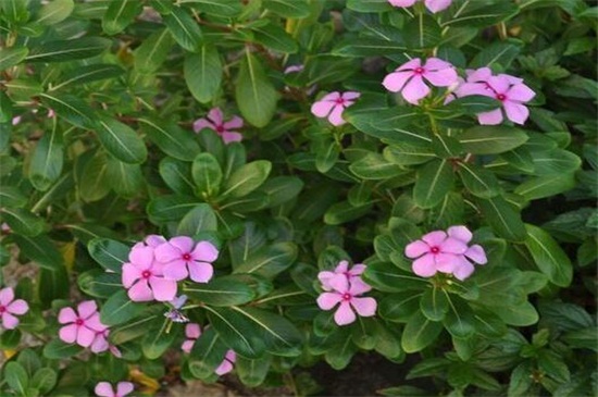 长春花的养殖办法