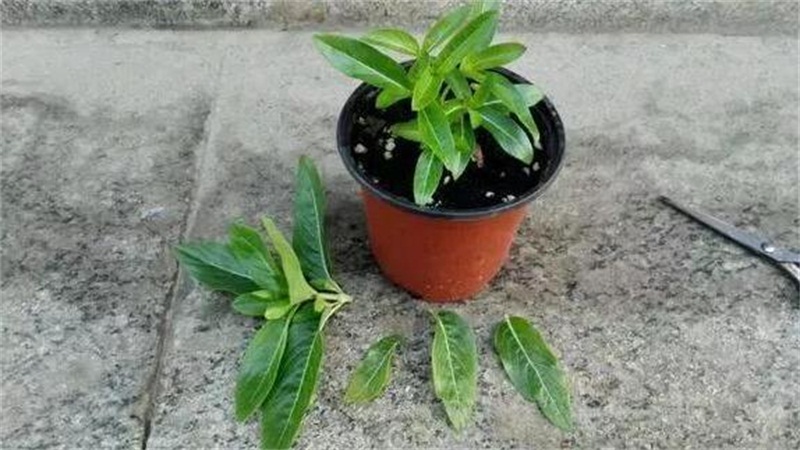 长春花如何修剪