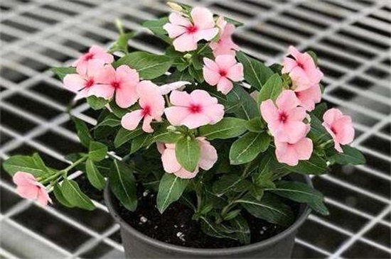 长春花如何修剪