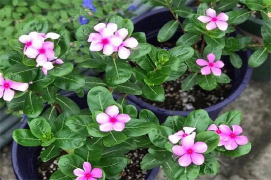 长春花如何修剪