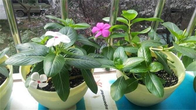 长春花的养殖办法和留意事项