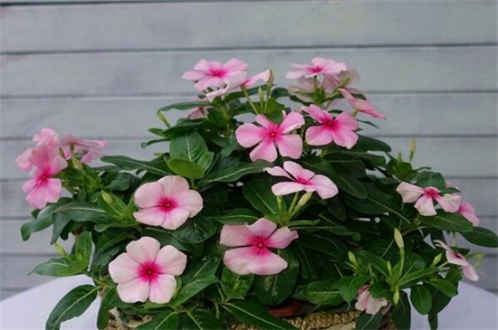 长春花的养殖办法和留意事项