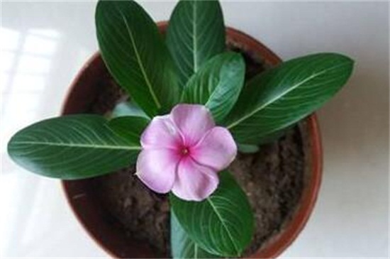 长春花的养殖办法和留意事项