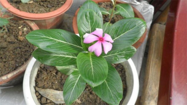 天天开花如何养