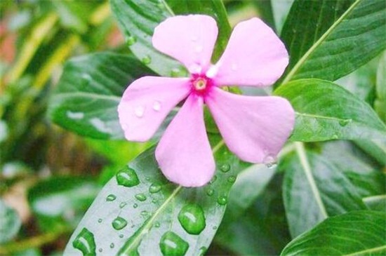 天天开花如何养