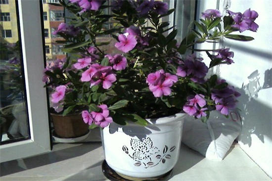 长春花如何爆盆