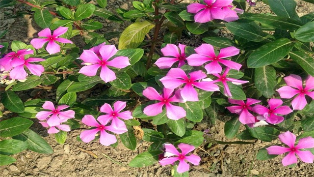 长春花的扦插繁殖办法