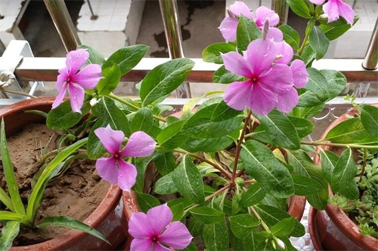 长春花的扦插繁殖办法