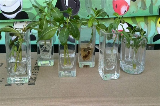 长春花如何扦插图解,水插7天生根/土插15天生根