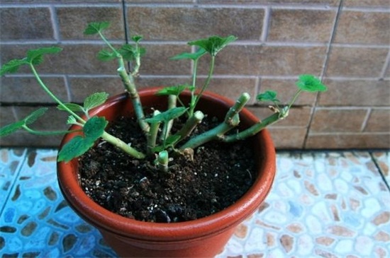 长春花如何扦插图解,水插7天生根/土插15天生根