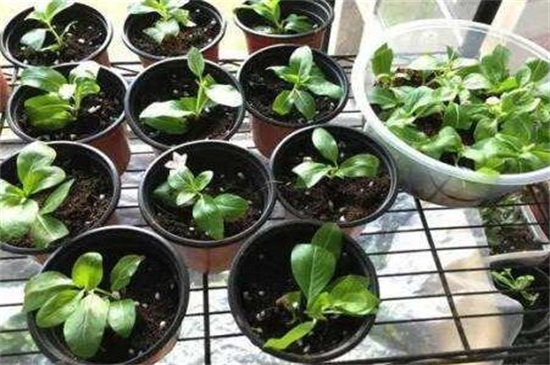 长春花如何扦插图解,水插7天生根/土插15天生根