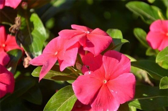 长春花如何扦插图解,水插7天生根/土插15天生根