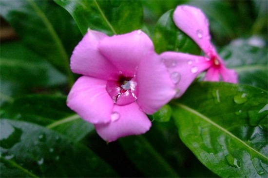 长春花如何扦插图解,水插7天生根/土插15天生根