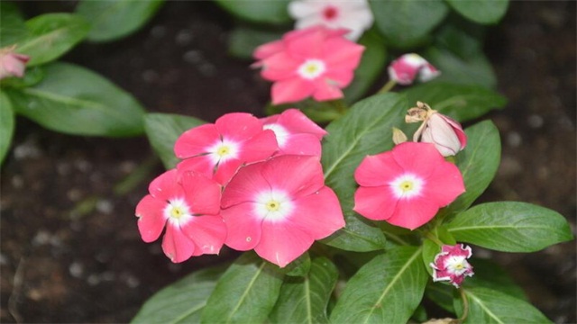 长春花的养殖办法