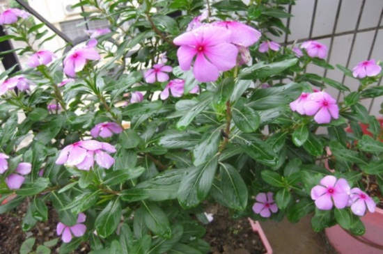 长春花叶子全部耷拉了如何办,4种病因巧应对