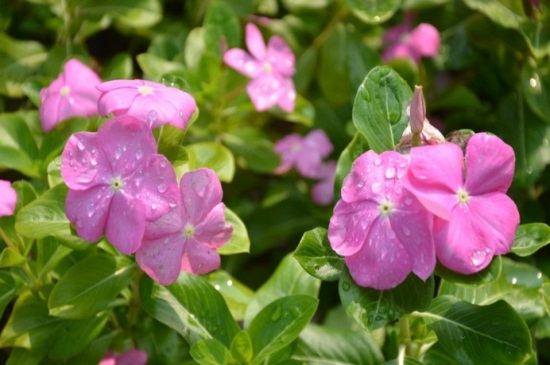 长春花叶子全部耷拉了如何办,4种病因巧应对