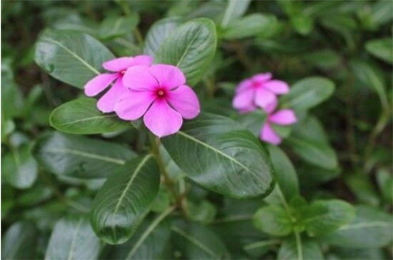 长春花叶子全部耷拉了如何办,4种病因巧应对