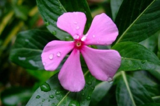 长春花叶子全部耷拉了如何办,4种病因巧应对