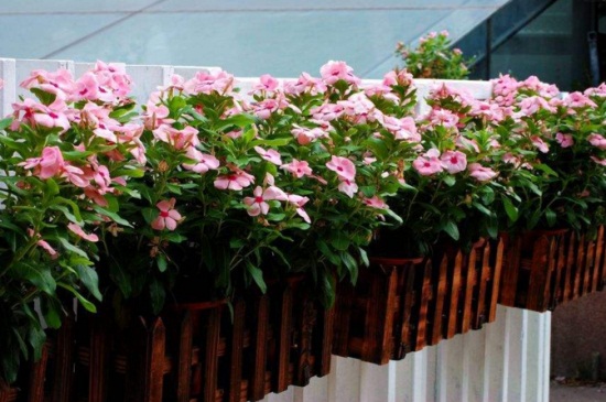 长春花叶子全部耷拉了如何办,4种病因巧应对