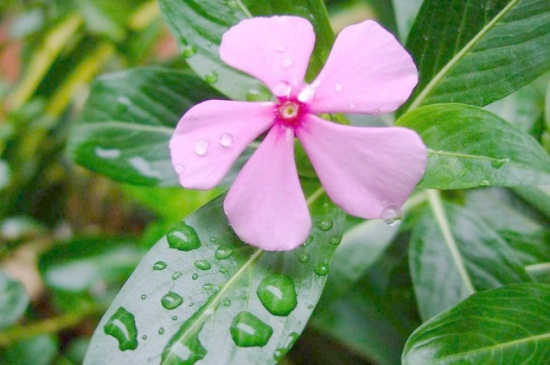 长春花叶子全部耷拉了如何办,4种病因巧应对