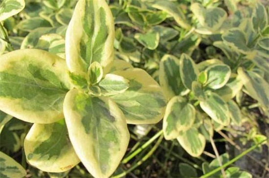 长春花叶子发黄如何办