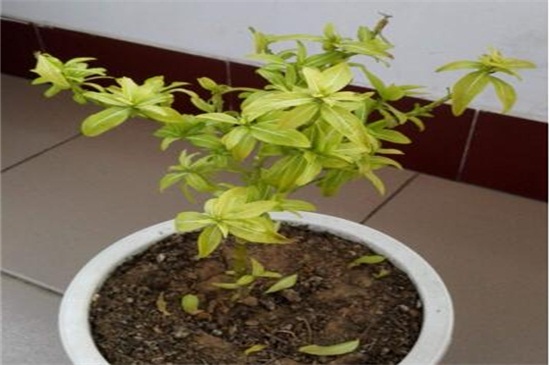 长春花叶子发黄如何办