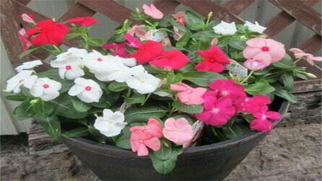 长春花如何修剪图解