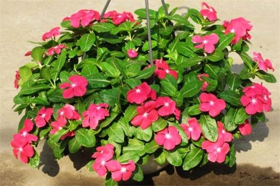 长春花如何修剪图解