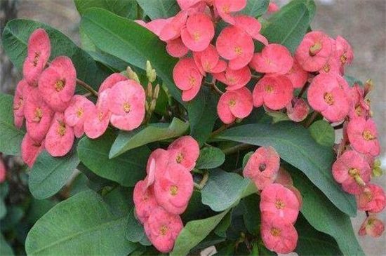 长春花如何修剪图解