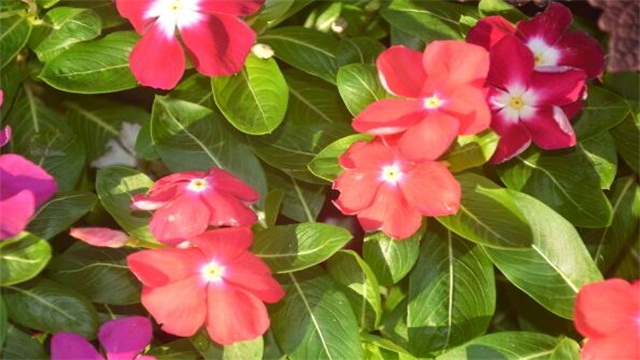 长春花的养殖办法和留意事项