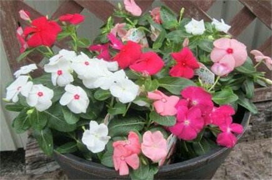 长春花的养殖办法和留意事项