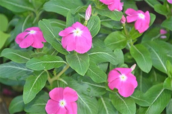 长春花的养殖办法和留意事项