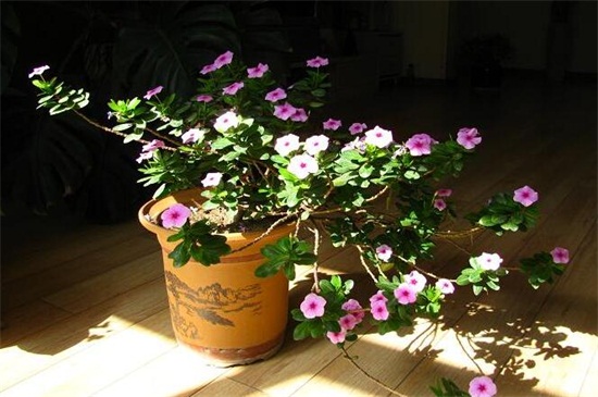 长春花幼苗养殖办法，六个要点让你的长春花爆盆