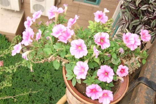 长春花幼苗养殖办法，六个要点让你的长春花爆盆