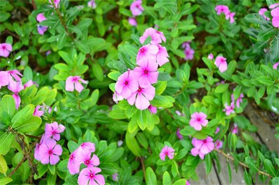 长春花幼苗养殖办法，六个要点让你的长春花爆盆