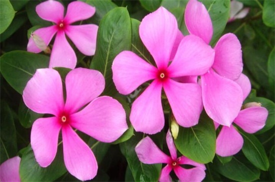 长春花幼苗养殖办法，六个要点让你的长春花爆盆