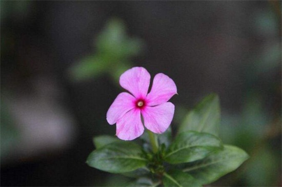 长春花换盆留意事项，掌握3种技巧可迅速生长