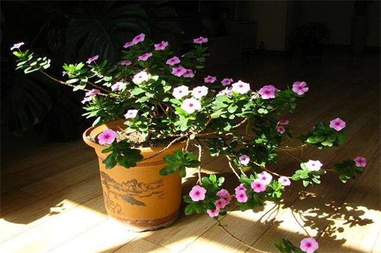 长春花换盆留意事项，掌握3种技巧可迅速生长
