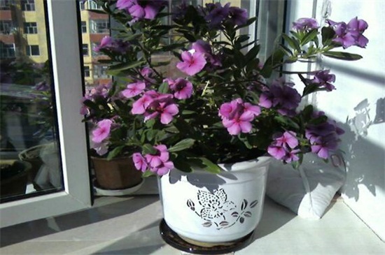 长春花换盆留意事项，掌握3种技巧可迅速生长