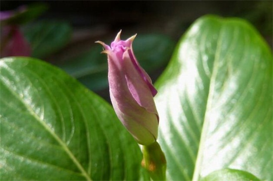 长春花换盆留意事项，掌握3种技巧可迅速生长