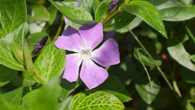 长春花夏季如何养