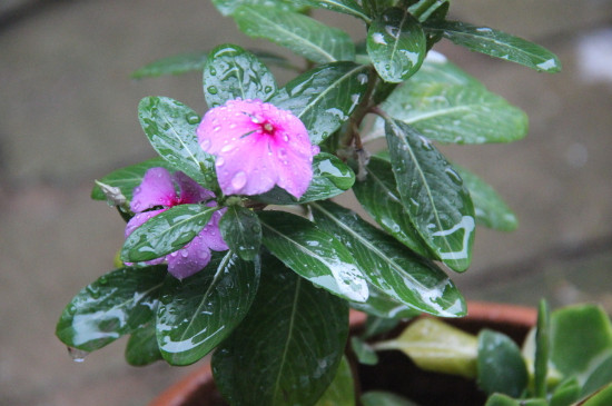 长春花夏季如何养