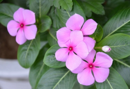 长春花夏季如何养：避免直射多浇水适当修剪