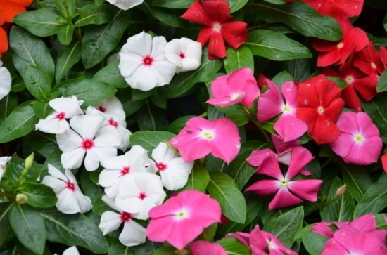 四季梅/日日春/长春花的养殖办法和留意事项，长春花有毒吗