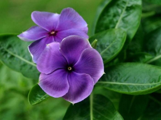 四季梅/日日春/长春花的养殖办法和留意事项，长春花有毒吗