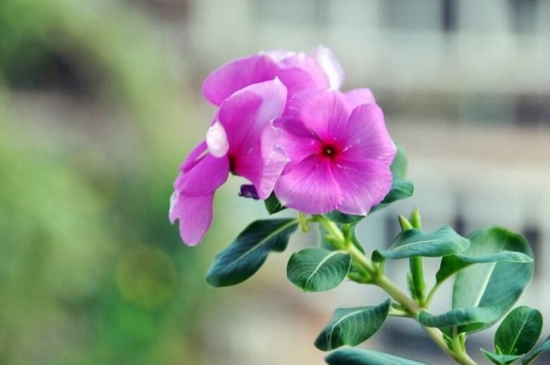 四季梅/日日春/长春花的养殖办法和留意事项，长春花有毒吗